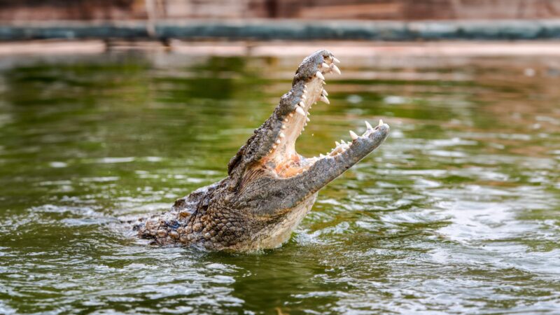 Dubai Crocodile Park