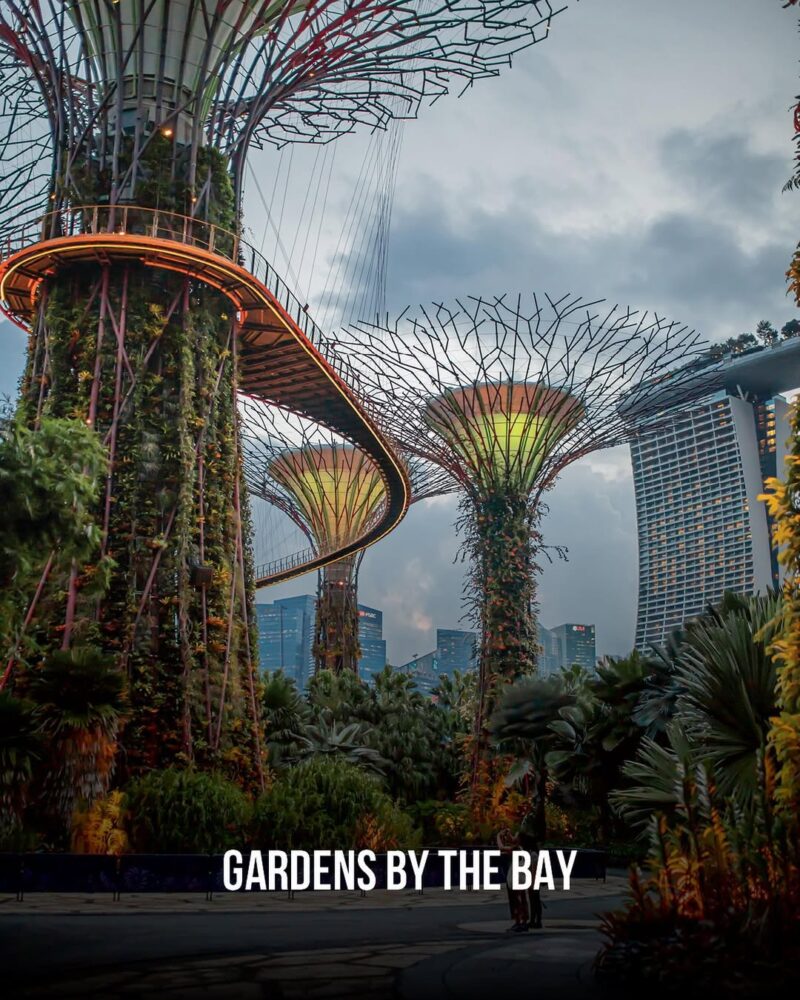 Supertree Grove at Gardens by the Bay